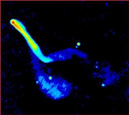 NGC 7385 (PKS 2247+11) in radio.